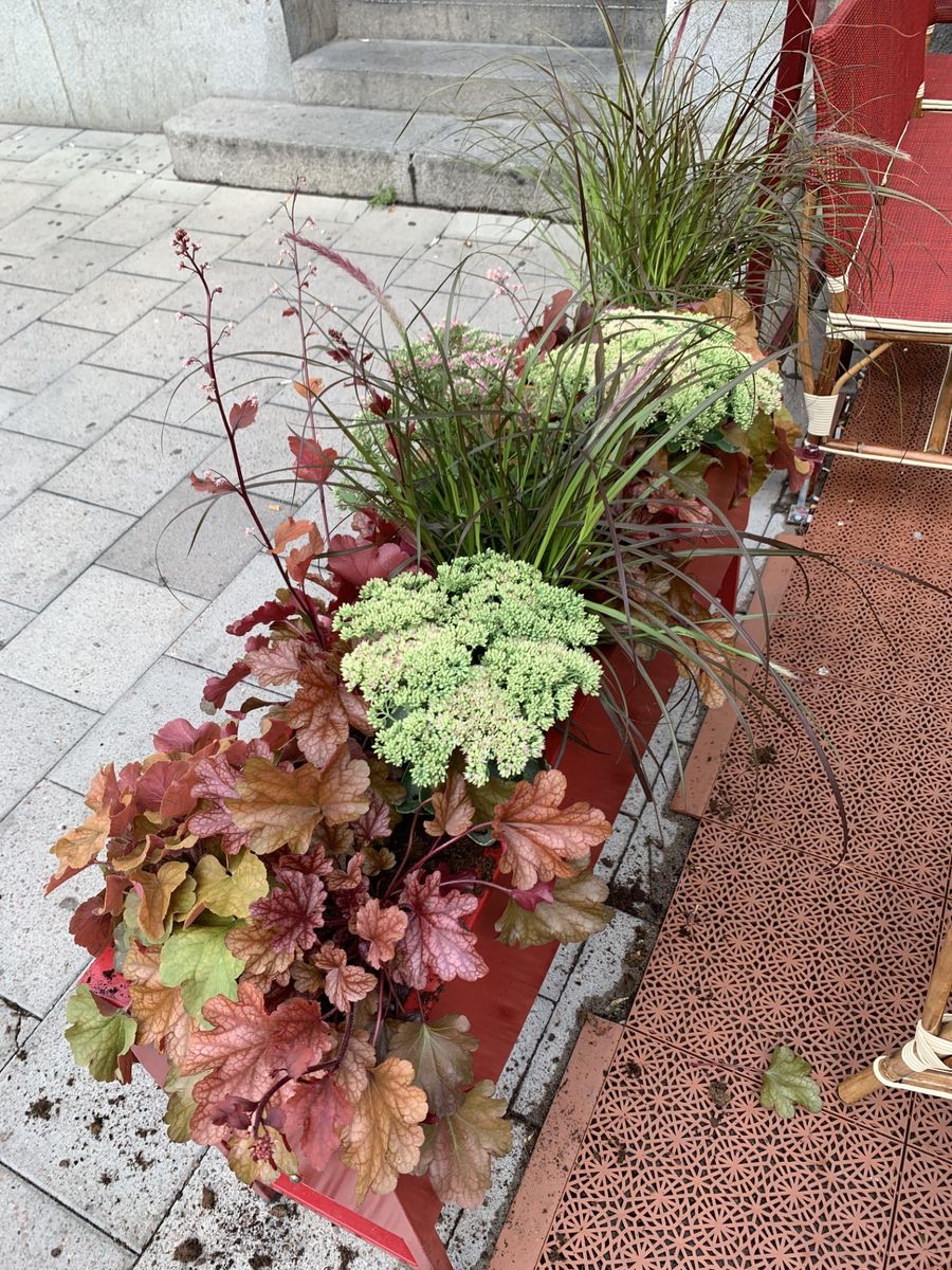 Exempel på växt och plantering