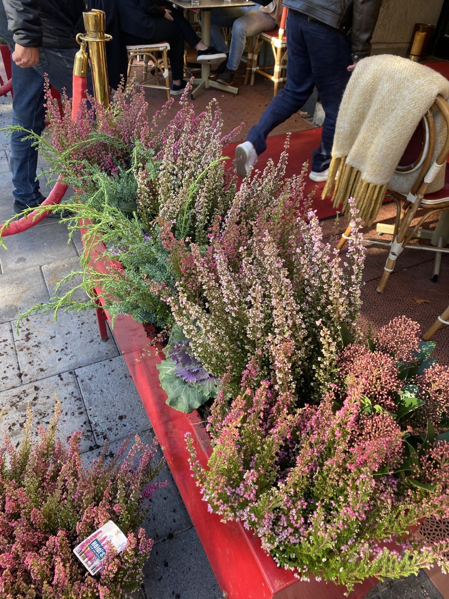 Exempel på växt och plantering