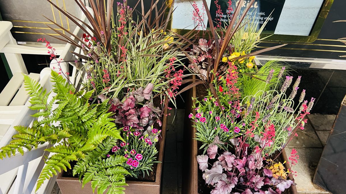 Exempel på växt och plantering